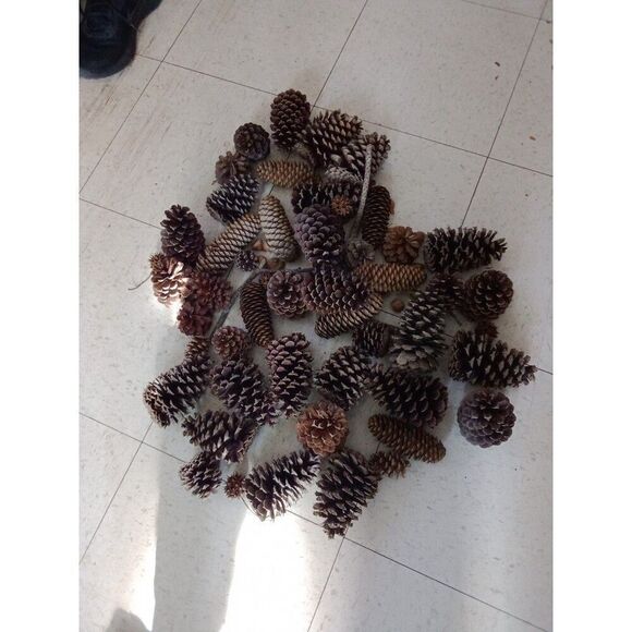 huge lot pinecones acorns seeds wild gathered decoration project crafts - Picture 2 of 4